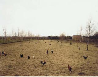 Andreas Gursky - Hühner, Krefeld