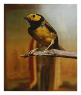 Andres Serrano - Hooded Warbler Ii, 2000