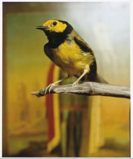 Andres Serrano - Hooded Warbler II, 2000