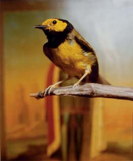 Andres Serrano - Hooded Warbler II