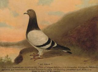 Andrew Beer - All alone