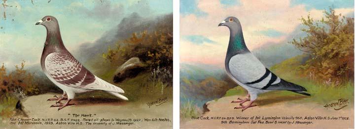 Andrew Beer - Blue Cock; And The Hawk