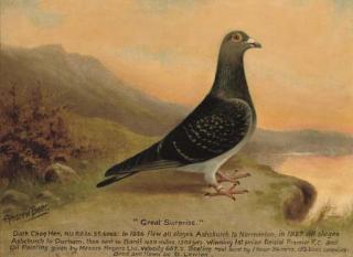 Andrew Beer - Great surprise