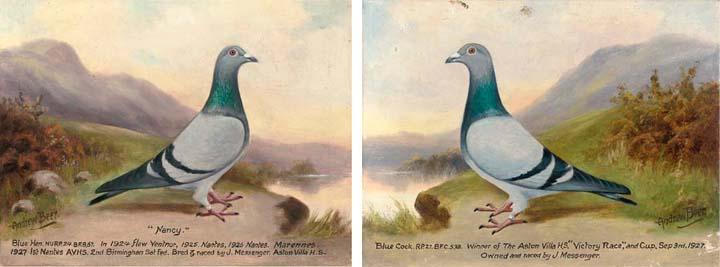 Andrew Beer - Nancy; And Blue Cock