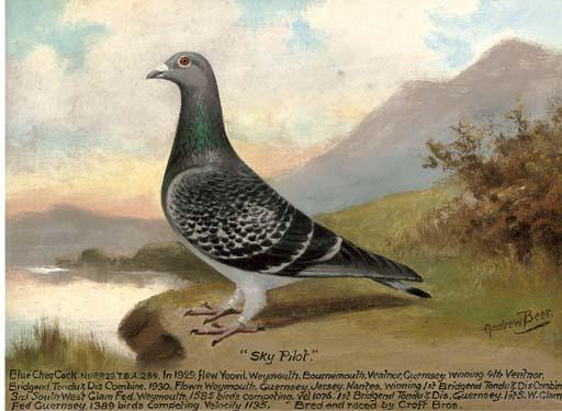 Andrew Beer - Sky Pilot; And Guiding Star