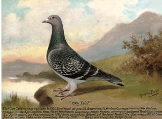 Andrew Beer - Sky Pilot; And Guiding Star