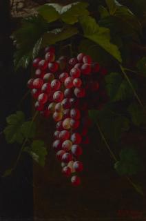 Andrew John Henry Way - Concord Grapes