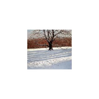 Andrew Macara - January Morning