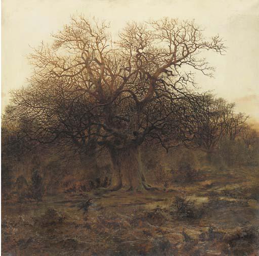 Andrew Maccallum - Twilight, Burnham Beeches