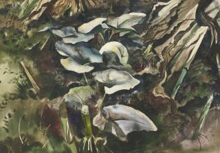 Andrew Wyeth - Pumpkin Vine