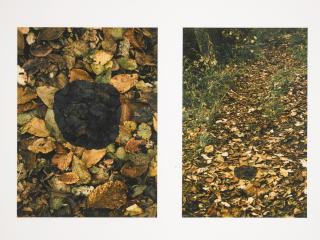 Andy Goldsworthy - Dark Elm Patch