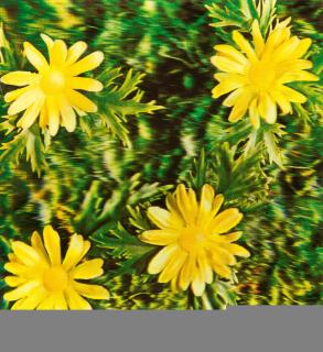 Andy Warhol - Detail of construction »rain and flowers«.