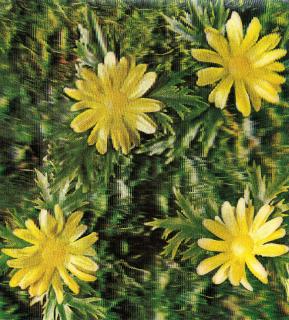 Andy Warhol - Detail of Construction »Rain and Flowers«