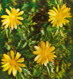 Andy Warhol - Rain and flowers (details of construction).