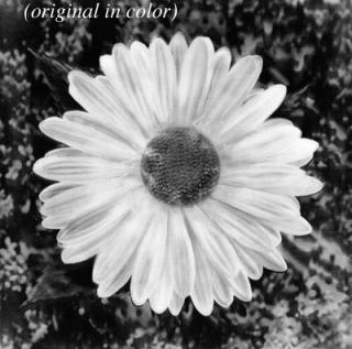 Andy Warhol - Untitled (Daisy)