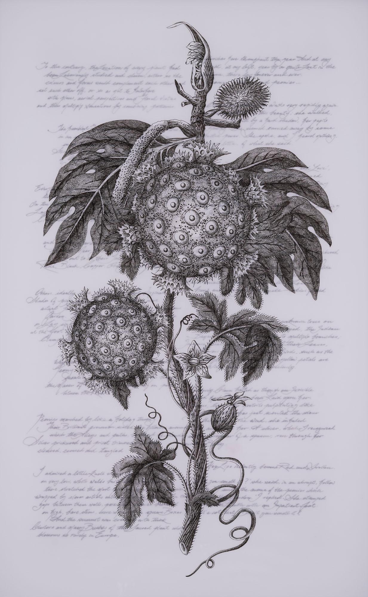 Angela Su - Citrus Sinensis \'Moro\'