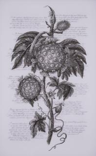 Angela Su - Citrus Sinensis \'Moro\'