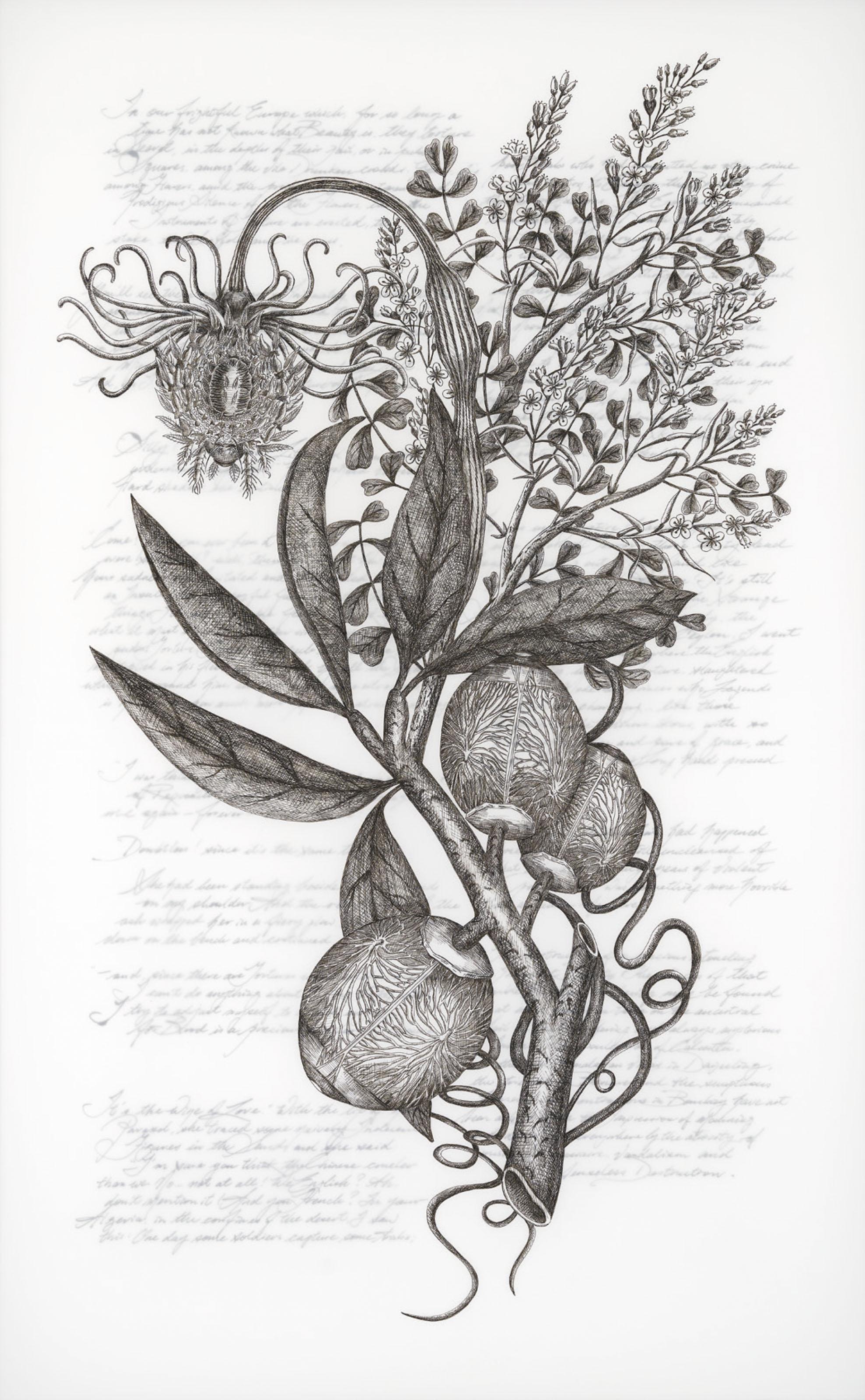 Angela Su - Coccoloba Diversifolia