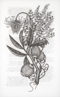 Angela Su - Coccoloba Diversifolia