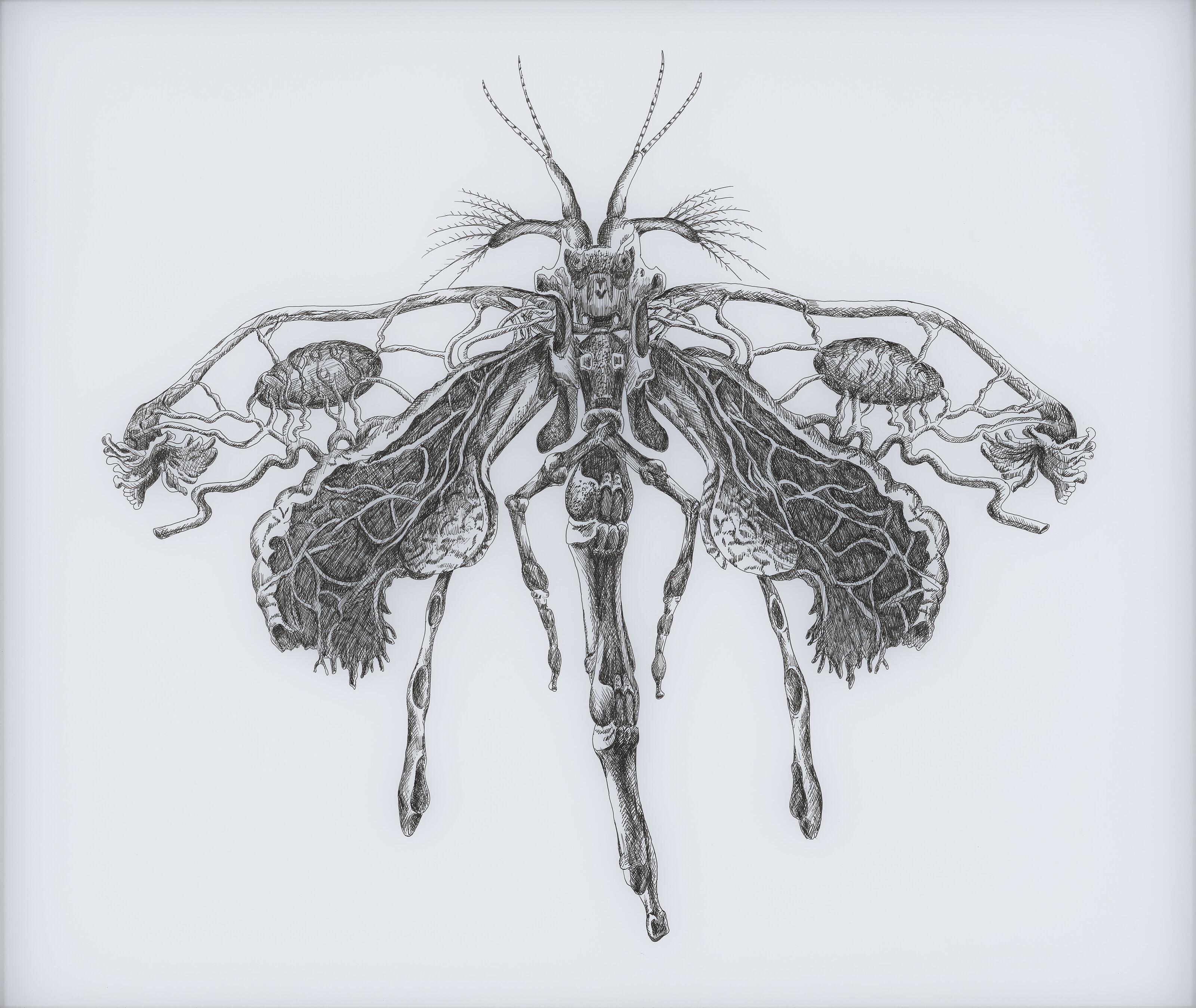 Angela Su - Coenagrion Puella