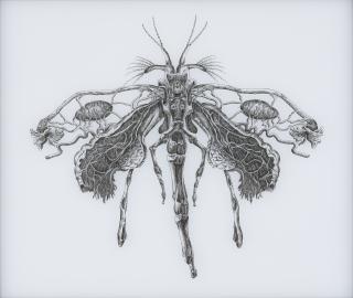 Angela Su - Coenagrion Puella