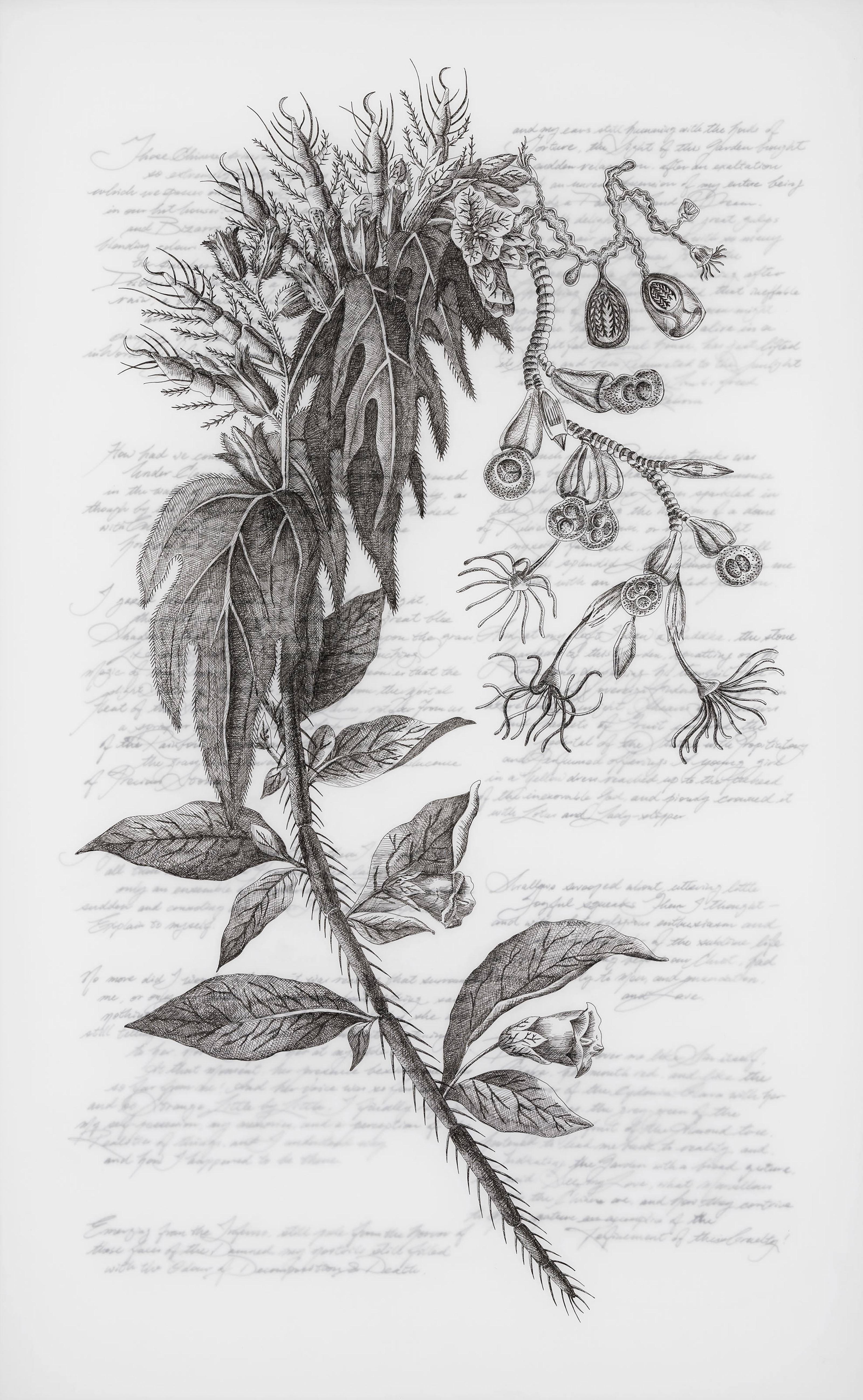 Angela Su - Spondia Pinnata