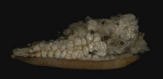 Angki Purbandono - Kapok Savior