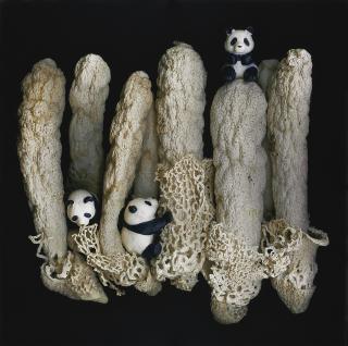 Angki Purbandono - Panda Garden