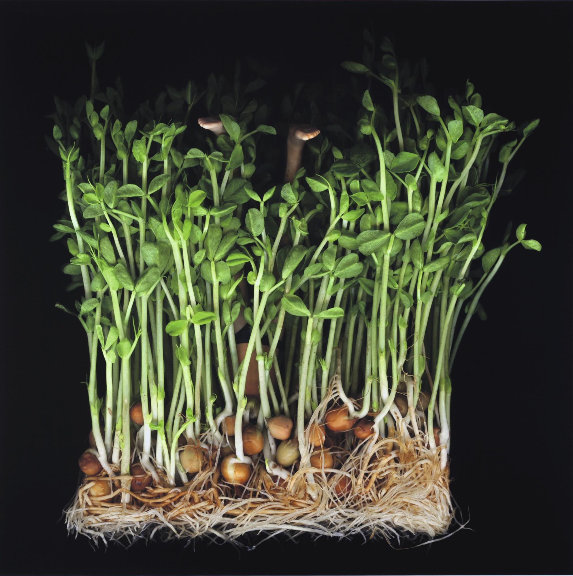 Angki Purbandono - Yoga In Fukuoka