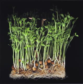 Angki Purbandono - Yoga In Fukuoka