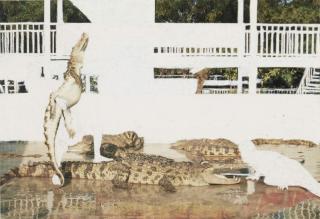 Angus Fairhurst - Crocodile Wrestling (Evidence Of Man Removed)