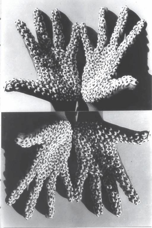 Anita Dube - Sea Creature