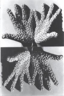 Anita Dube - Sea Creature