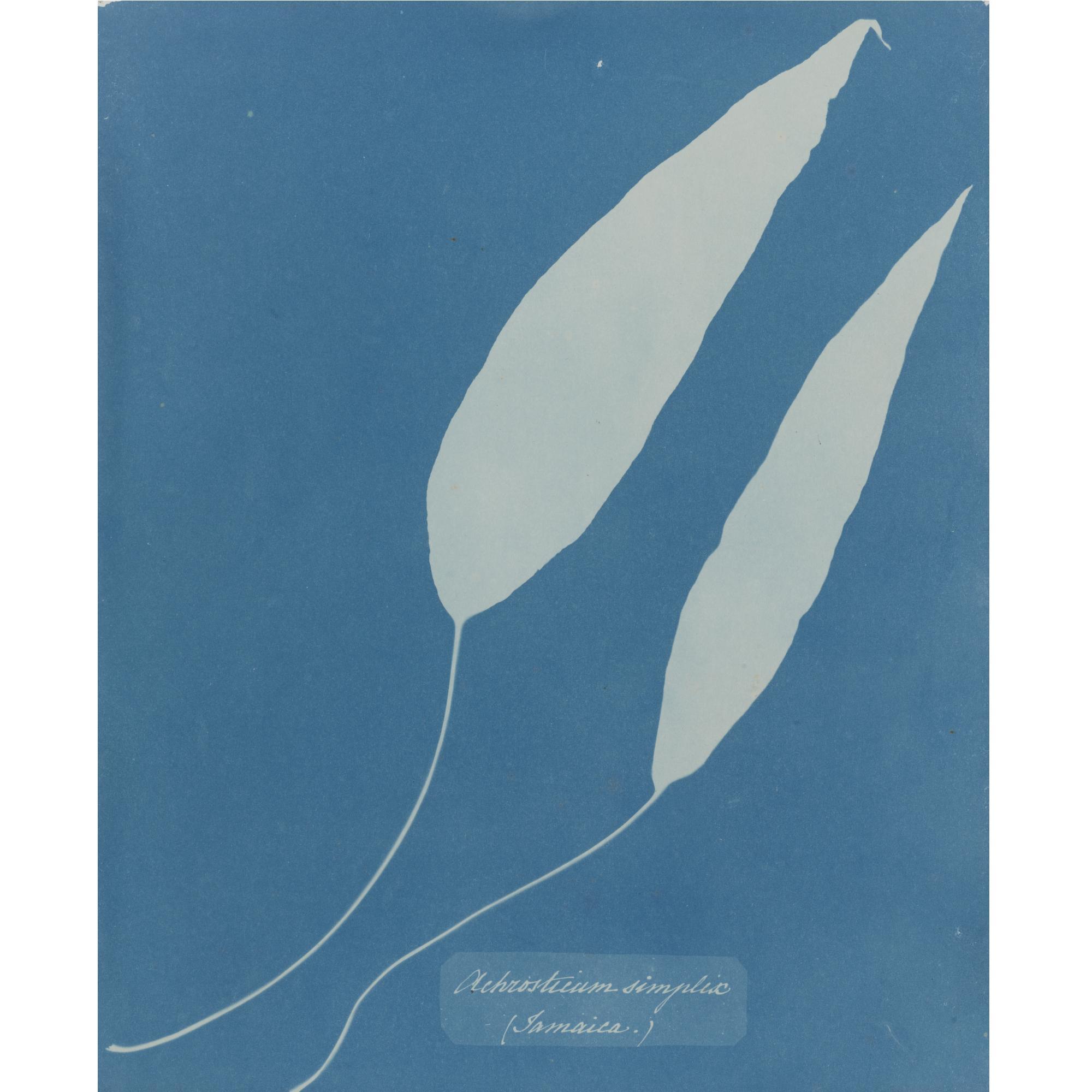 Anna Atkins - \'Achrosticum Simplex, Jamaica\'