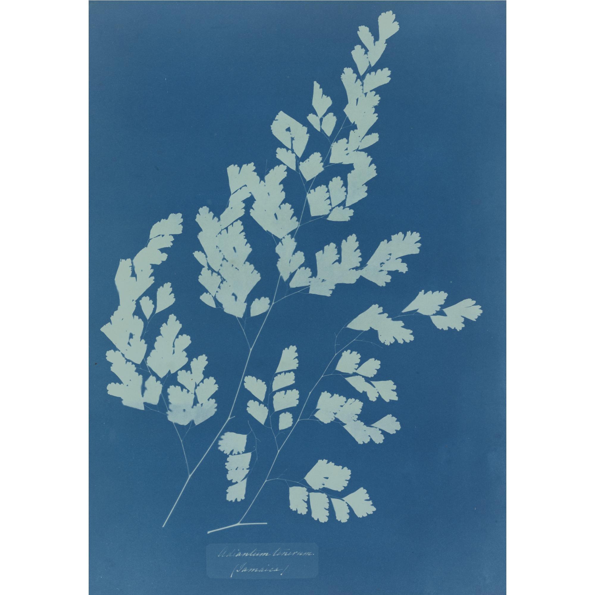 Anna Atkins - \'Adiantum Tenerum\'
