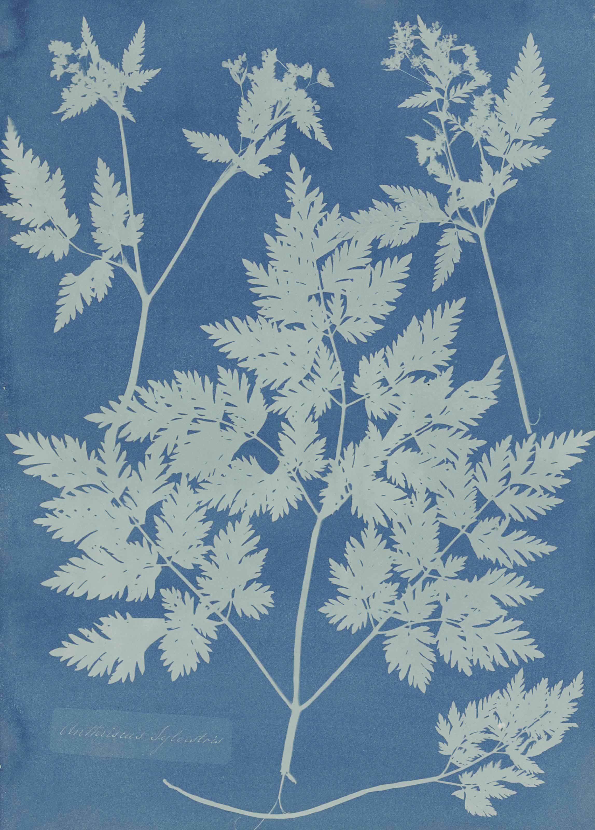Anna Atkins - Anthriscus, Sylvestria, c. 1854