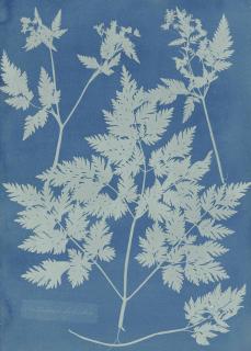 Anna Atkins - Anthriscus, Sylvestria, c. 1854