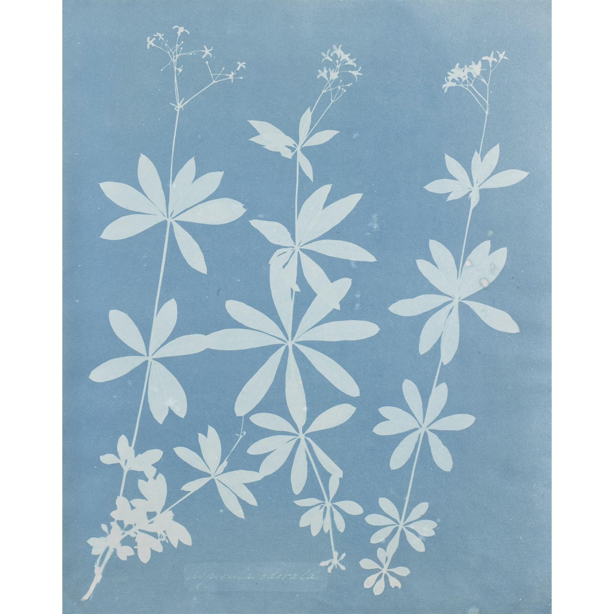 Anna Atkins - Asperula Odoater, 1852 Aspidium Jamaica, 1852