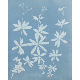 Anna Atkins - Asperula Odoater, 1852 Aspidium Jamaica, 1852