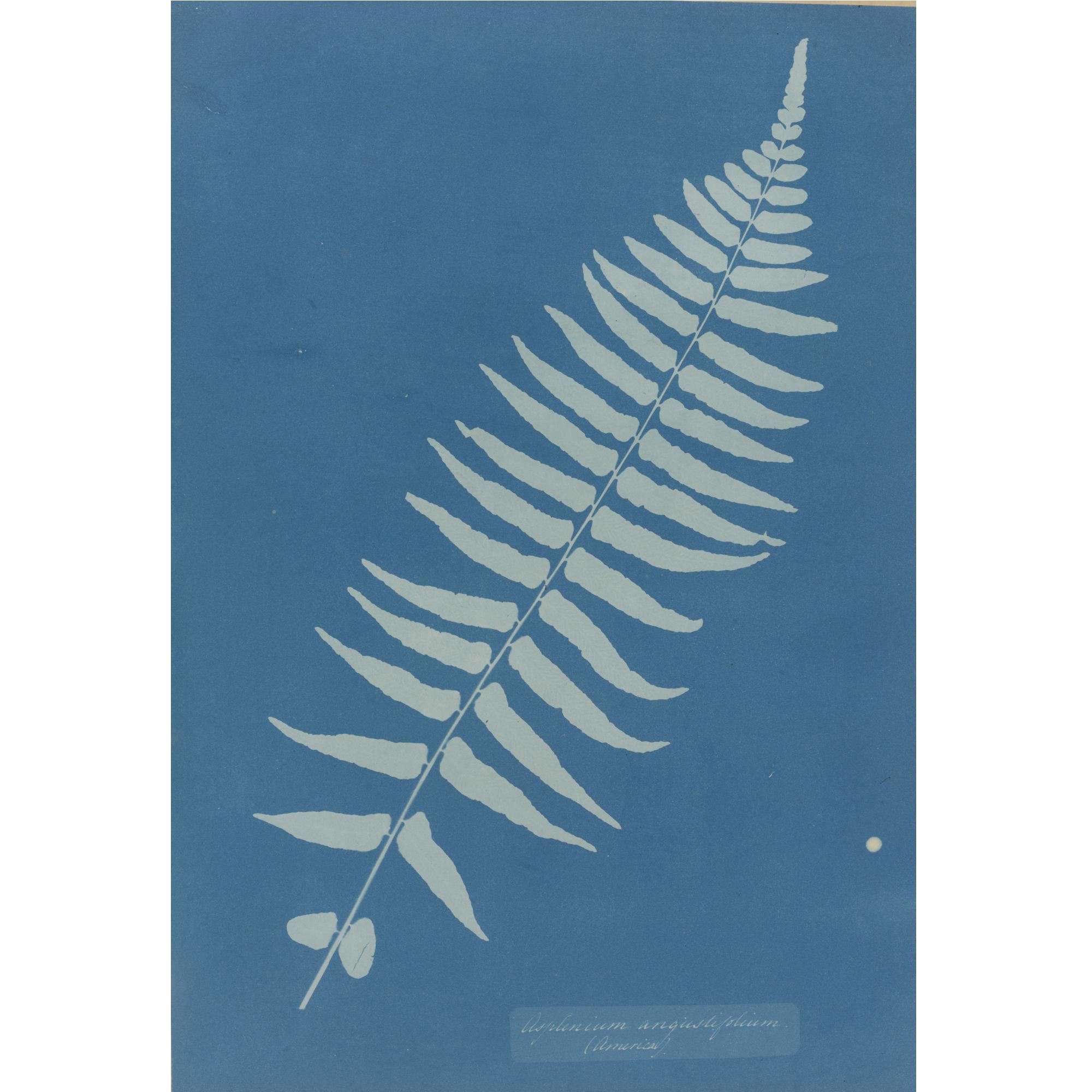 Anna Atkins - \'Asplenium Angustifolium\'