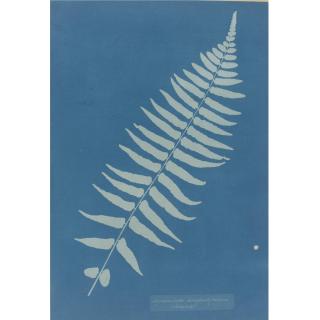 Anna Atkins - \'Asplenium Angustifolium\'