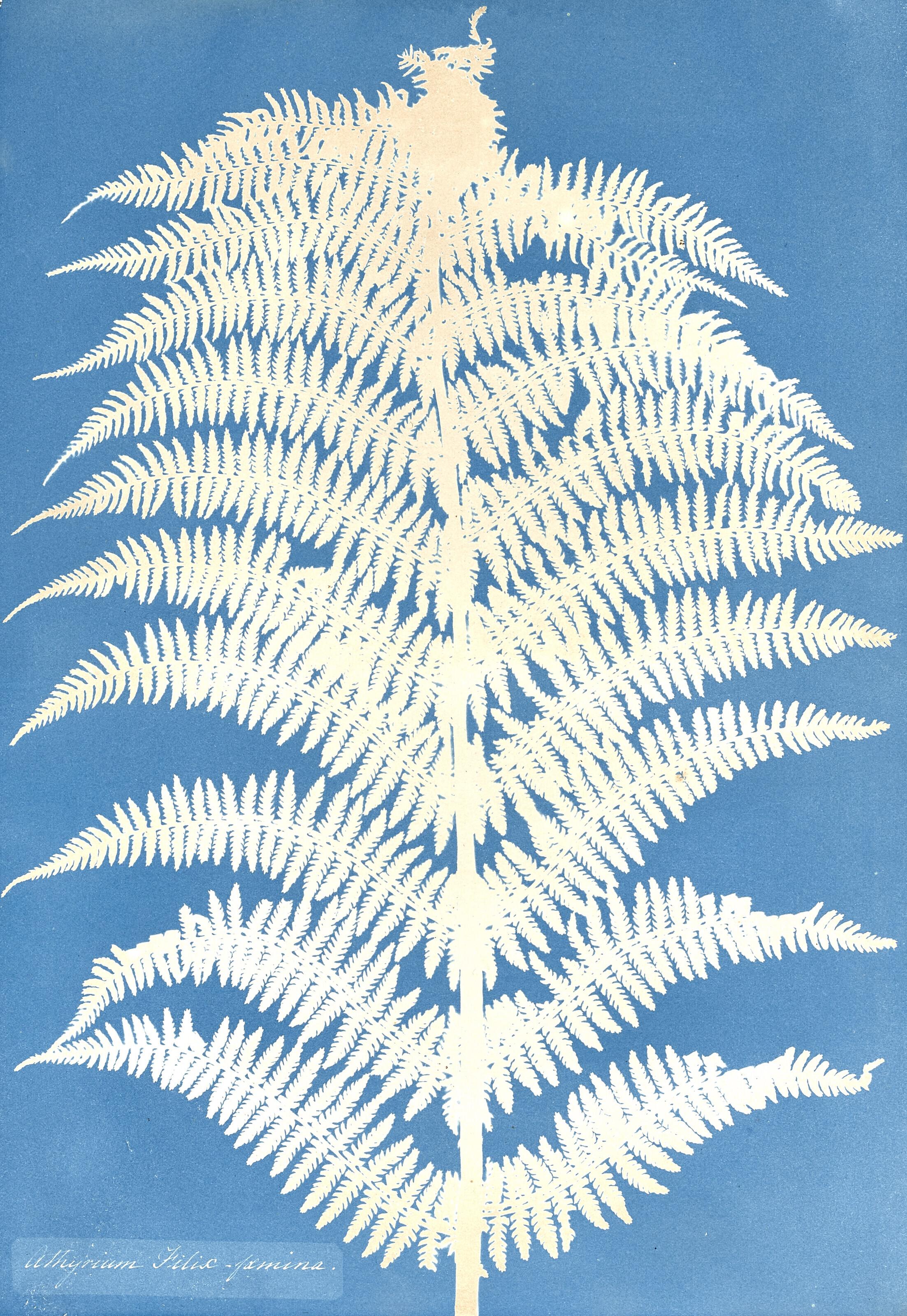 Anna Atkins - Athyrium Filif-Foemina, c. 1850