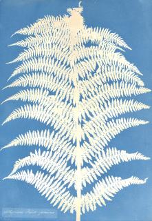 Anna Atkins - Athyrium Filif-Foemina, c. 1850