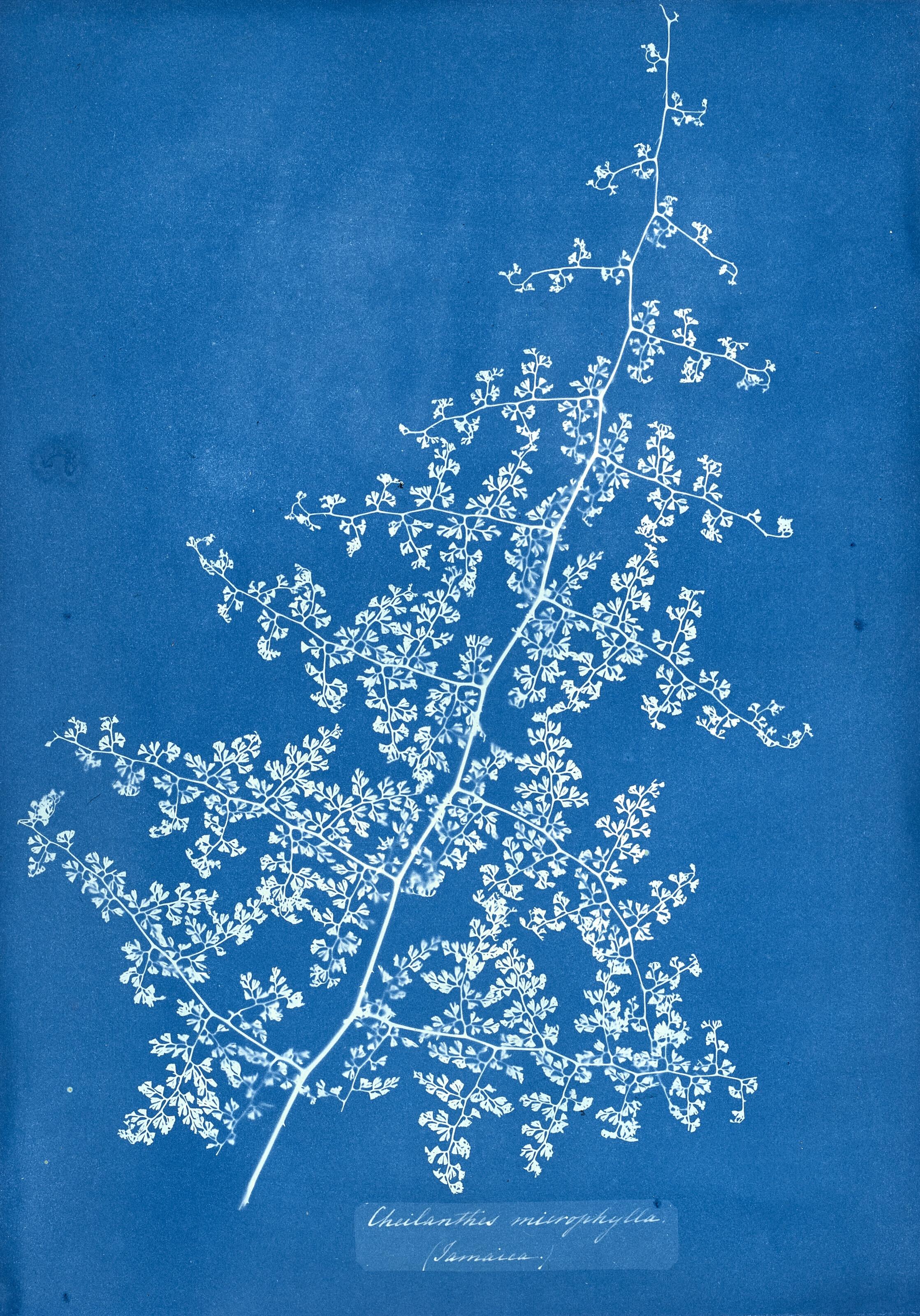 Anna Atkins - Cheilanthes Microphylla (Jamaica), c. 1850