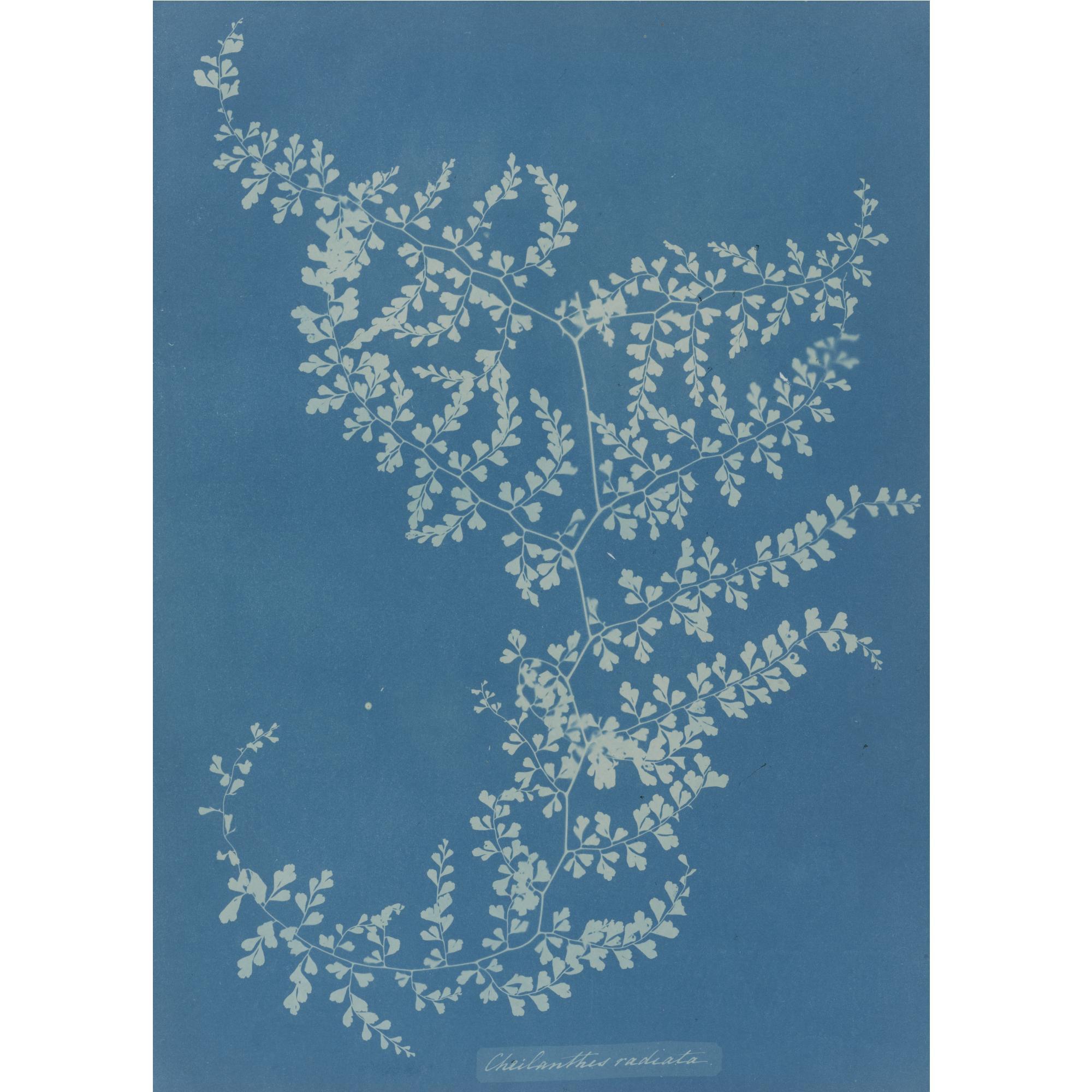 Anna Atkins - \'Cheilanthes Radiata\'