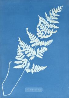 Anna Atkins - Lastoea Cristats, c. 1850