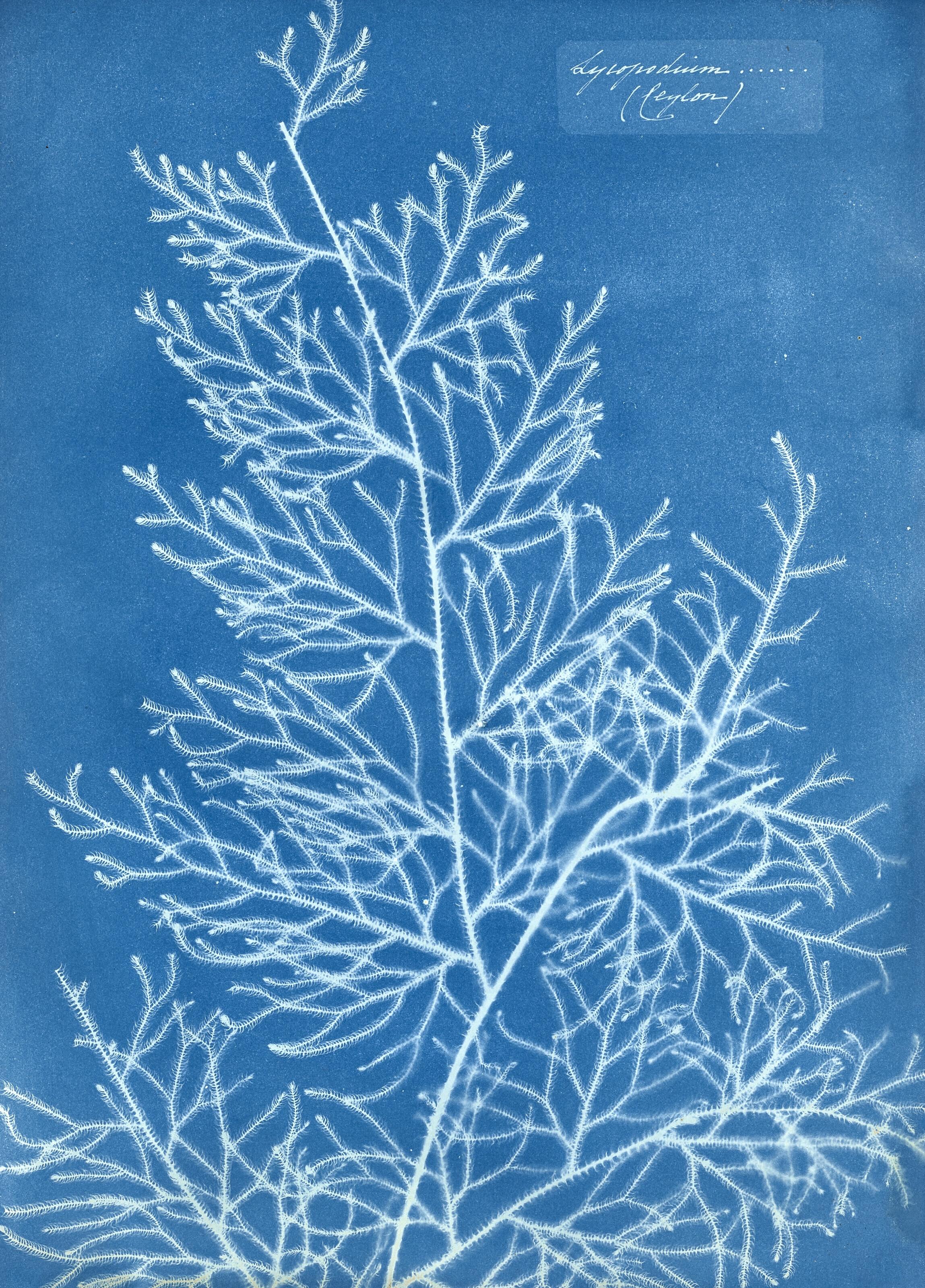 Anna Atkins - Lycopodium (Ceylon), c. 1850
