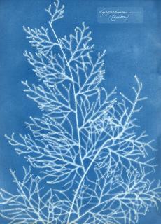 Anna Atkins - Lycopodium (Ceylon), c. 1850