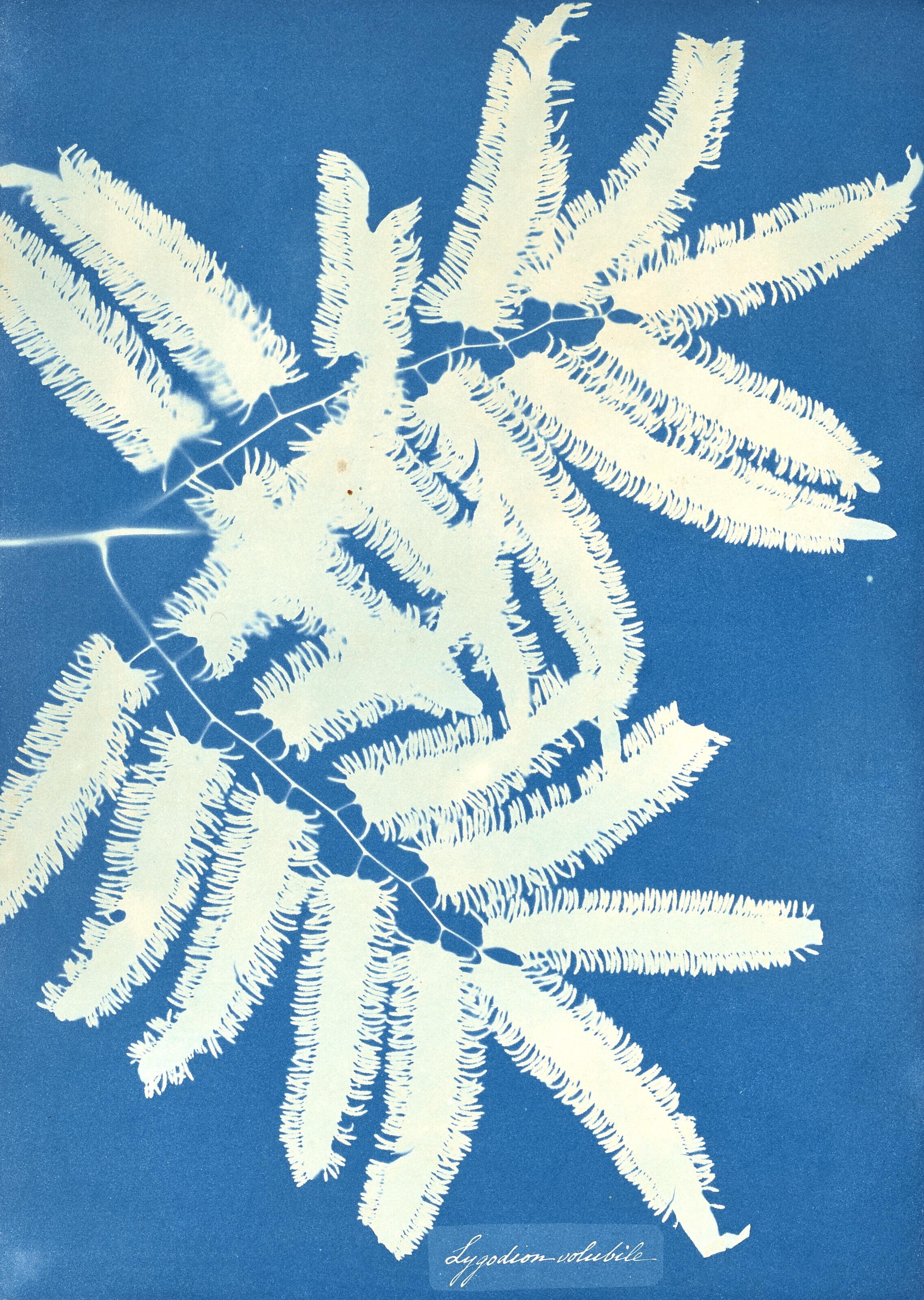 Anna Atkins - Lygodion-Volubile, c. 1850