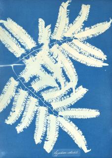 Anna Atkins - Lygodion-Volubile, c. 1850